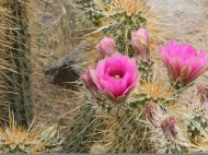 Data collection on bloom ratios of dessert cacti
