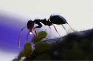 ant